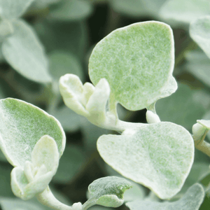 Immortelle 'Silver' - Helichrysum petiolare 'Silver' - FLEURANDIE