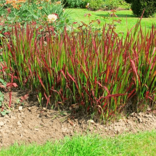 Imperata cylindrica 'Red Baron' - Imperata cylindrica 'Red Baron' - FLEURANDIE