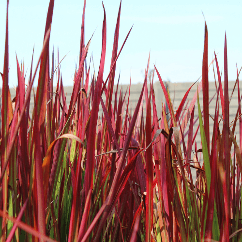 Imperata cylindrica 'Red Baron' - Imperata cylindrica 'Red Baron' - FLEURANDIE