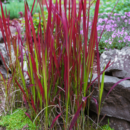 Imperata cylindrica 'Red Baron' - Imperata cylindrica 'Red Baron' - FLEURANDIE