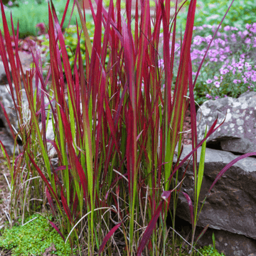 Imperata cylindrica 'Red Baron' - Imperata cylindrica 'Red Baron'