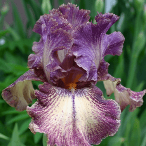 Iris des jardins 'Casino queen' - Iris germanica 'Casino queen' - FLEURANDIE