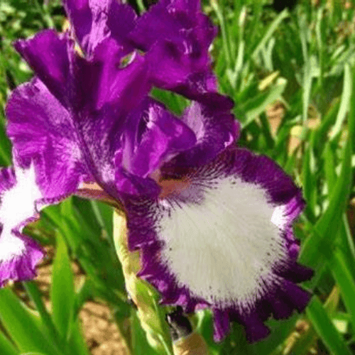 Iris des jardins 'Cozy Calico' - Iris germanica 'Cozy Calico' - FLEURANDIE