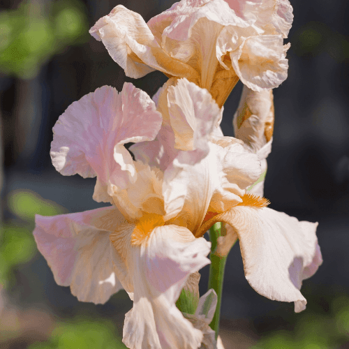 Iris des jardins 'Flamant Rose' - Iris germanica 'Flamant rose' - FLEURANDIE