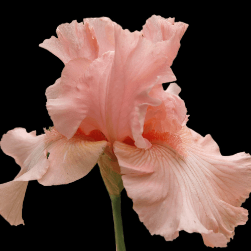 Iris des jardins 'Flamant Rose' - Iris germanica 'Flamant rose' - FLEURANDIE