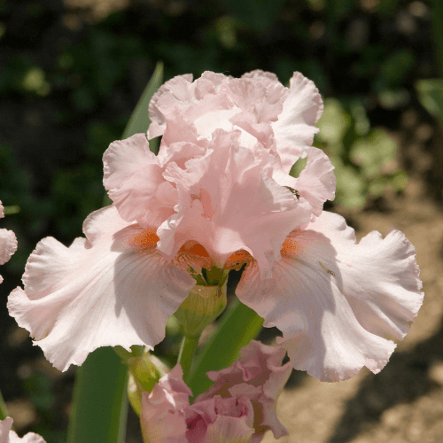 Iris des jardins 'Flamant Rose' - Iris germanica 'Flamant rose' - FLEURANDIE