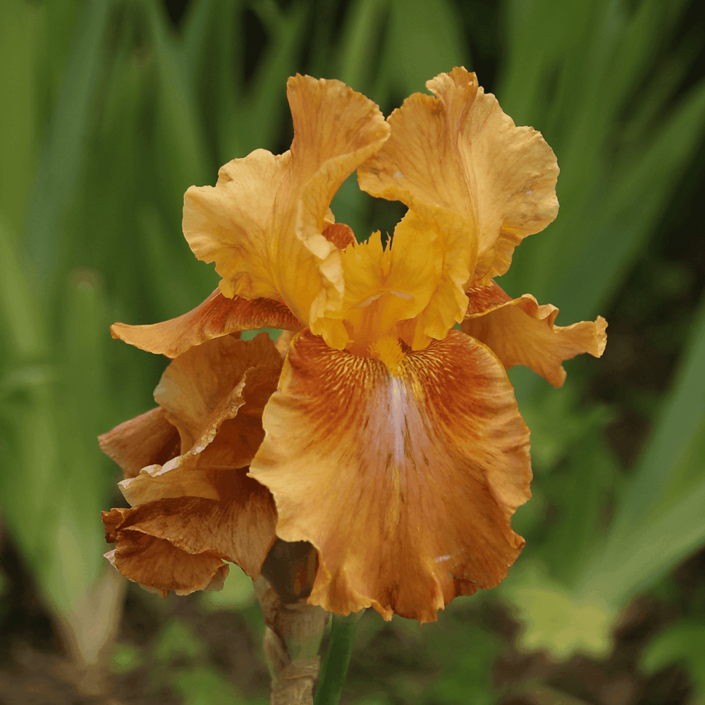 Iris des jardins 'Flaming orange' - Iris germanica 'Flaming orange' - FLEURANDIE