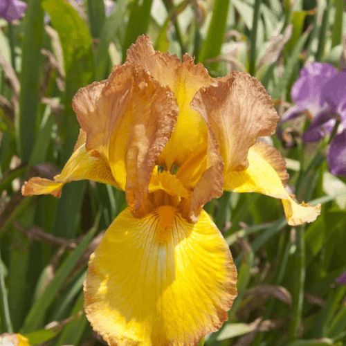 Iris des jardins 'Gay light' - Iris germanica 'Gay light' - FLEURANDIE