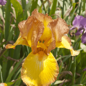 Iris des jardins 'Gay light' - Iris germanica 'Gay light'