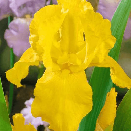 Iris des jardins 'Granada gold' - Iris germanica 'Granada gold' - FLEURANDIE