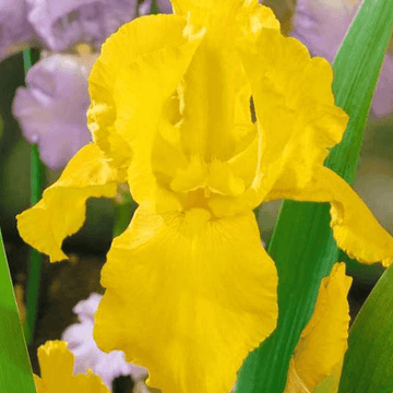 Iris des jardins 'Granada gold' - Iris germanica 'Granada gold'