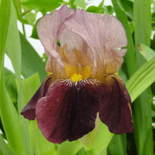 Iris des jardins 'Indian chief'- Iris germanica 'Indian chief' - FLEURANDIE