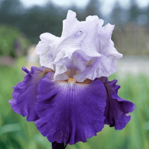 Iris des jardins 'Night edition' - Iris germanica 'Night edition' - FLEURANDIE