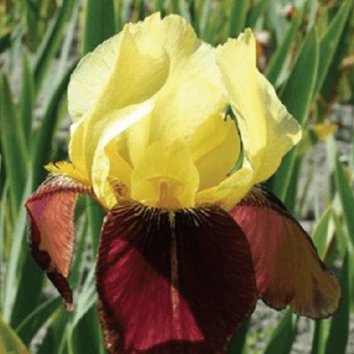 Iris des jardins 'Rajah Brooke' - Iris germanica 'Rajah Brooke' - FLEURANDIE