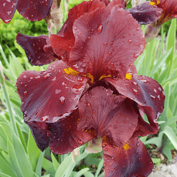 Iris des jardins 'Royal Tapestry' - Iris germanica 'Royal Tapestry'