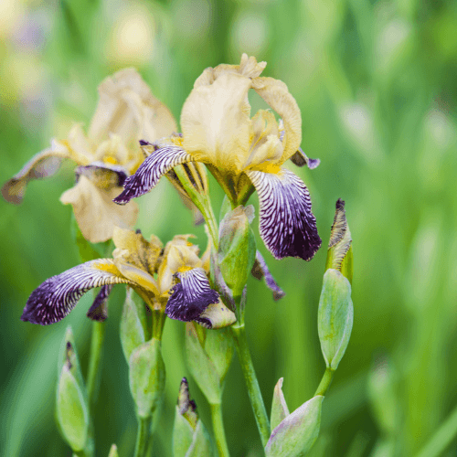 Iris des jardins 'Stellata' - Iris germanica 'Stellata' - FLEURANDIE