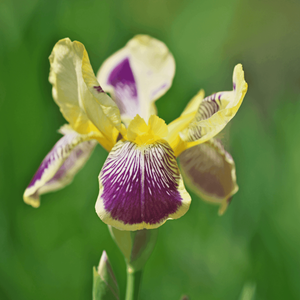 Iris des jardins 'Stellata' - Iris germanica 'Stellata' - FLEURANDIE