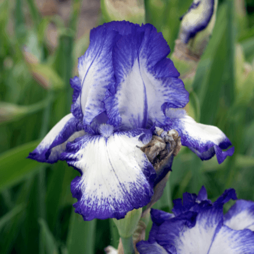 Iris des jardins 'Stepping Out' - Iris germanica 'Stepping Out' - FLEURANDIE