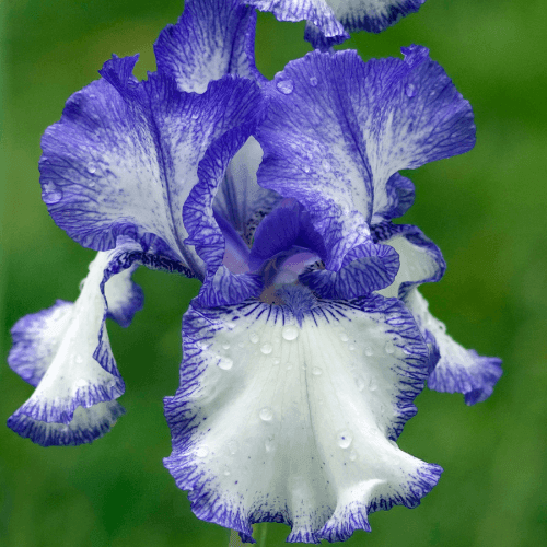 Iris des jardins 'Stepping Out' - Iris germanica 'Stepping Out' - FLEURANDIE