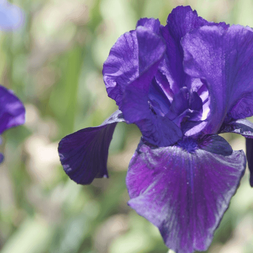 Iris des jardins 'tuxedo' - Iris germanica 'Tuxedo' - FLEURANDIE