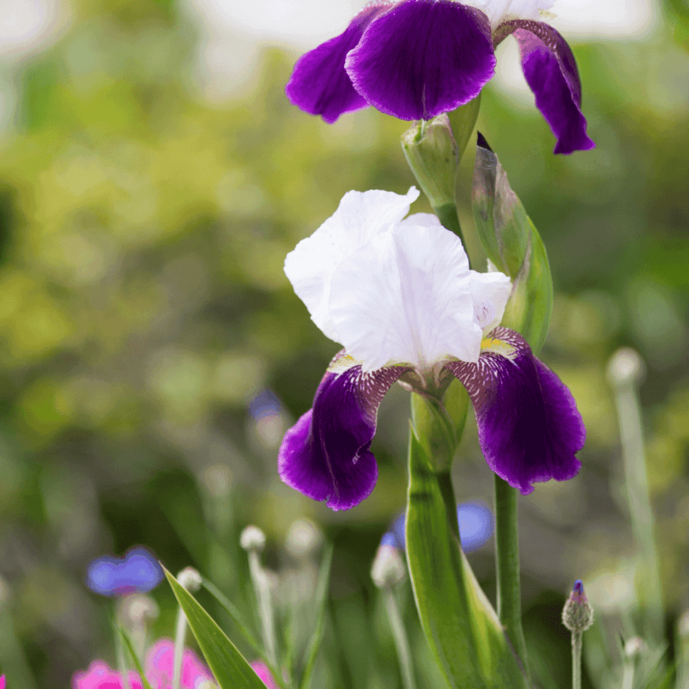 Iris des jardins 'Wabash'- Iris germanica 'Wabash' - FLEURANDIE