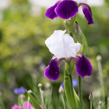 Iris des jardins 'Wabash'- Iris germanica 'Wabash'