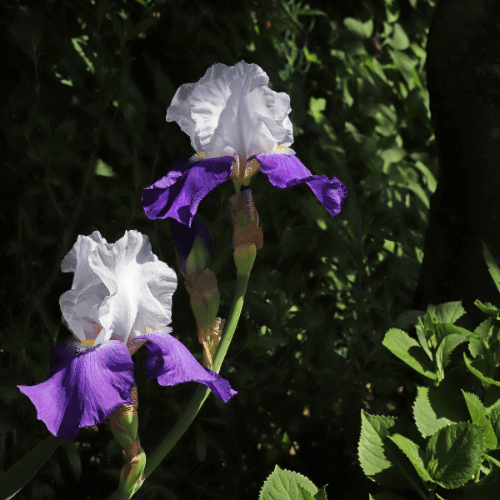 Iris des jardins 'Wabash'- Iris germanica 'Wabash' - FLEURANDIE