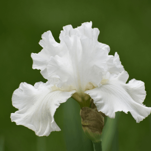 Iris des jardins 'Wedding bouquet' - Iris germanica 'Wedding bouquet' - FLEURANDIE