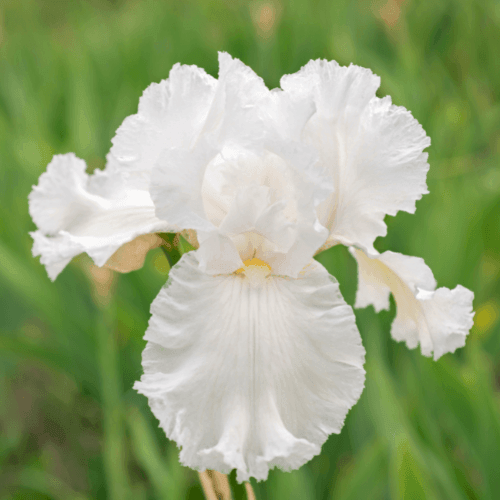 Iris des jardins 'Wedding bouquet' - Iris germanica 'Wedding bouquet' - FLEURANDIE