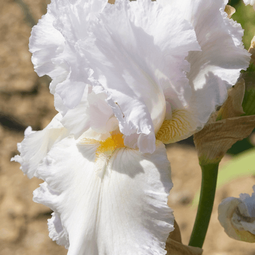 Iris des jardins 'Wedding bouquet' - Iris germanica 'Wedding bouquet' - FLEURANDIE