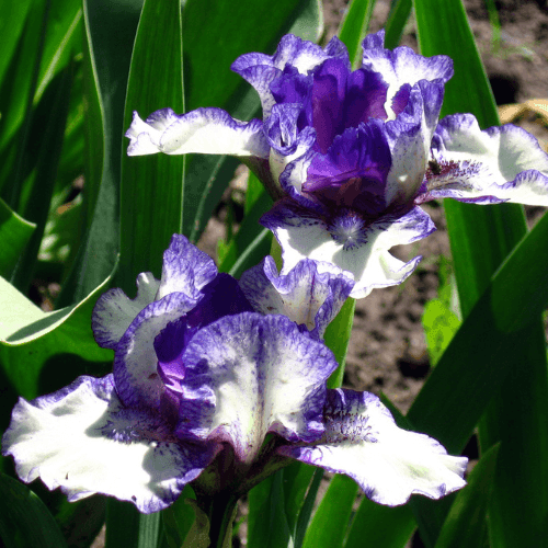 Iris nain 'Fairy ring' - Iris pumila 'Fairy ring' - FLEURANDIE