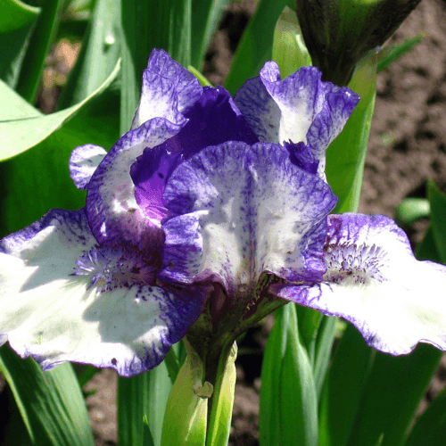 Iris nain 'Fairy ring' - Iris pumila 'Fairy ring' - FLEURANDIE