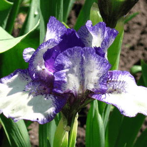 Iris nain 'Fairy ring' - Iris pumila 'Fairy ring' - FLEURANDIE