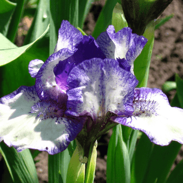 Iris nain 'Fairy ring' - Iris pumila 'Fairy ring'