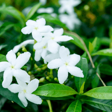 Jasmin blanc, officinal - Jasminum officinale