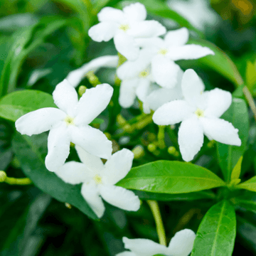 Jasmin blanc, officinal - Jasminum officinale