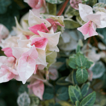 Jasmin d'Asie tricolore - Trachelospermum 'Cameleon'