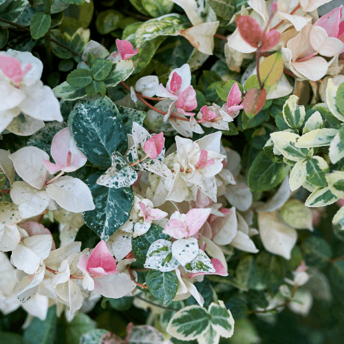 Jasmin d'Asie tricolore - Trachelospermum 'Cameleon' - FLEURANDIE