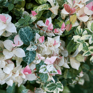 Jasmin d'Asie tricolore - Trachelospermum 'Cameleon' - FLEURANDIE