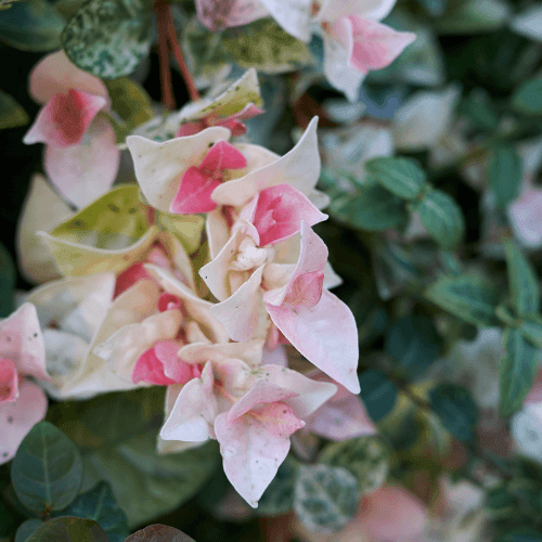 Jasmin d'Asie tricolore - Trachelospermum 'Cameleon' - FLEURANDIE