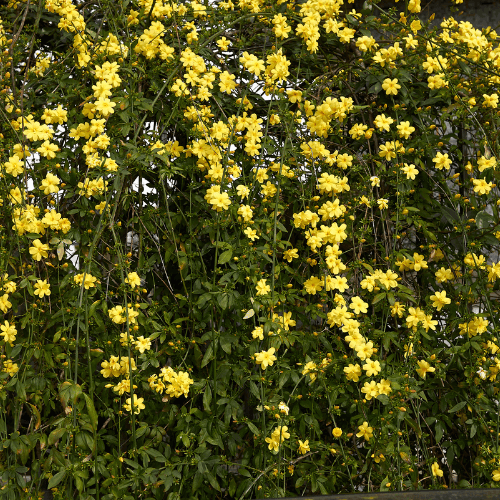 Jasmin d'hiver - Jasminum nudiflorum - FLEURANDIE