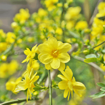 Jasmin d'hiver - Jasminum nudiflorum