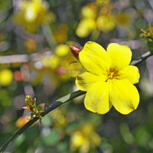 Jasmin d'hiver - Jasminum nudiflorum - FLEURANDIE