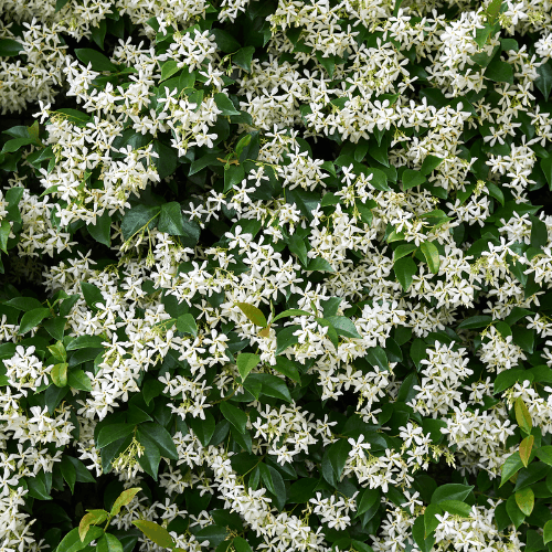 Jasmin étoilé - Trachelospermum jasminoïdes - FLEURANDIE