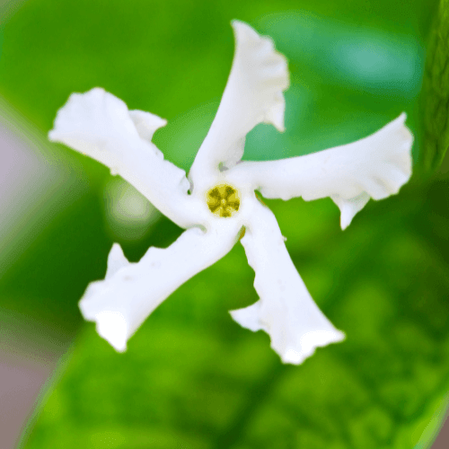 Jasmin étoilé - Trachelospermum jasminoïdes - FLEURANDIE