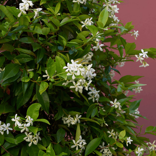 Jasmin étoilé - Trachelospermum jasminoïdes - FLEURANDIE