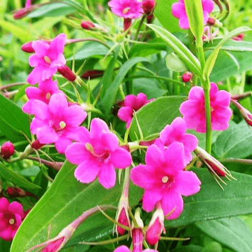 Jasmin rose - Jasminum beesianum - FLEURANDIE