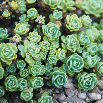 Joubarbe - Sempervivum