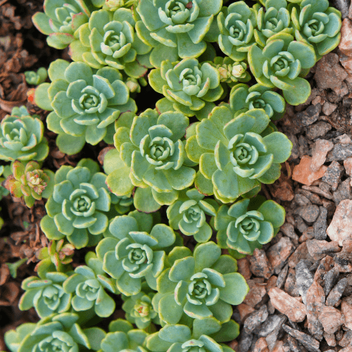 Joubarbe - Sempervivum - FLEURANDIE