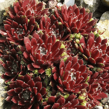 Joubarbe 'Silberkarneol' - Sempervivum arachnoideum 'Silberkarneol'